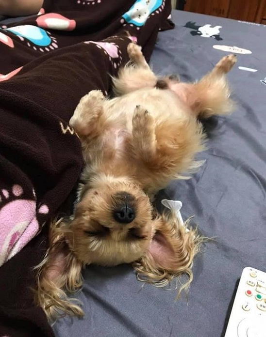 约克夏犬超强的睡觉境界让网友大开眼界！