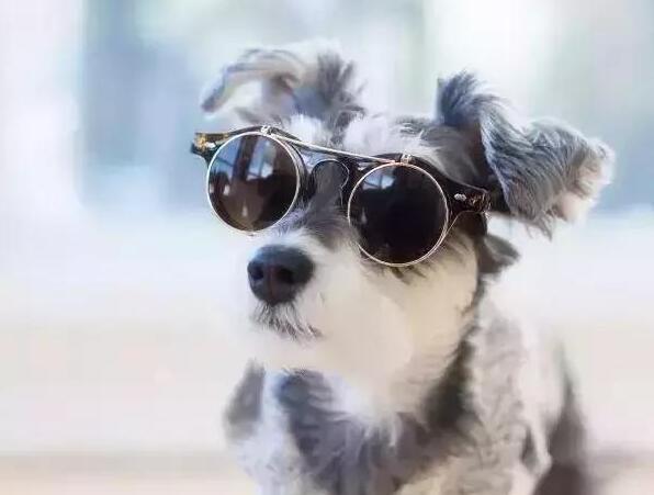 喂养雪纳瑞犬的6大误区