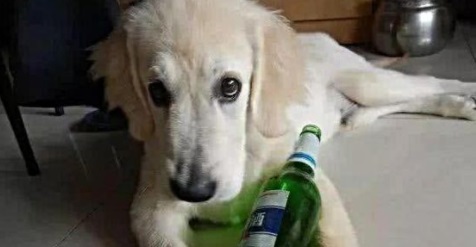 金毛好奇偷喝啤酒，怎料不胜酒力睡得“不省狗事”，狗子：喝高了