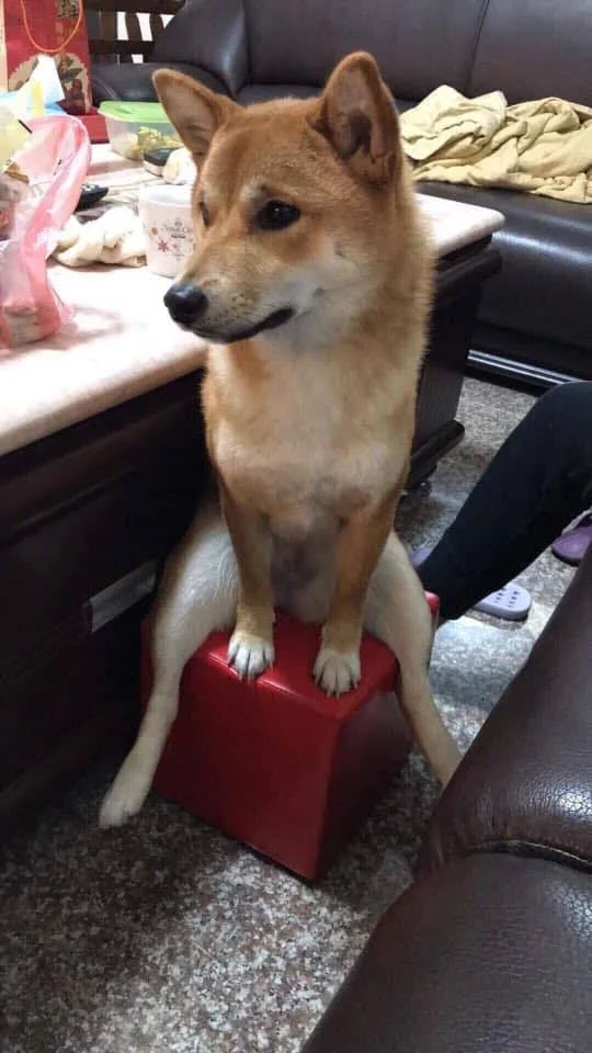 狗狗那些不太正经的坐姿