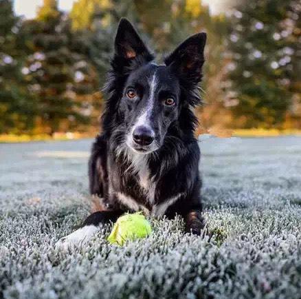 看了这两只边境牧羊犬我又相信爱情了