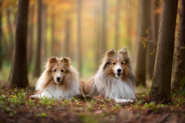 红林里的喜乐蒂牧羊犬