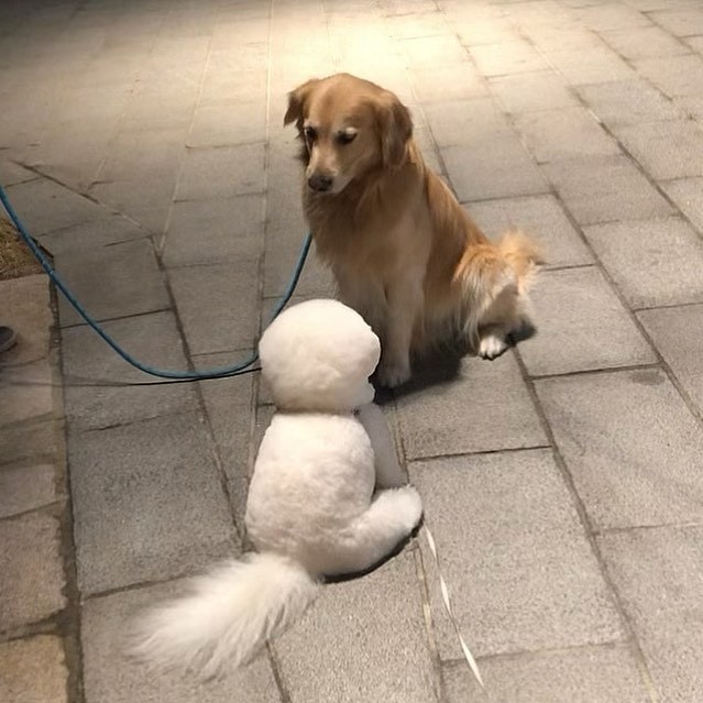 超可爱比熊犬侧脸肉肉的好想捏，谁看了不想养！