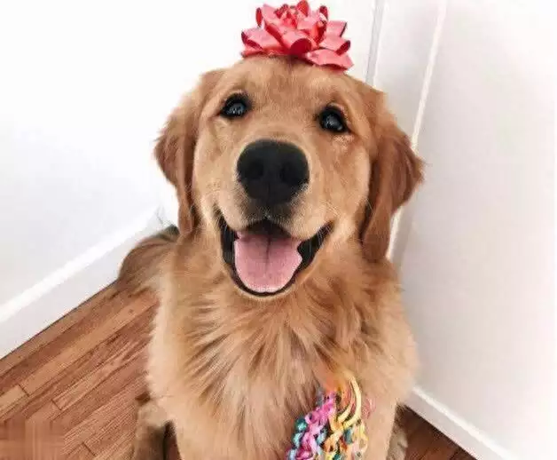 金毛犬的6大优秀之处，值得你饲养
