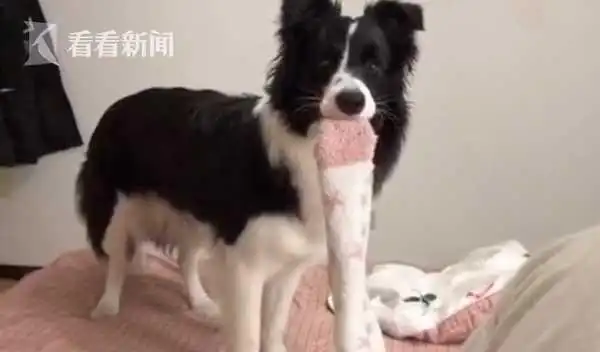 防疫期间边牧犬照顾宅家主人 网友：太羡慕了！