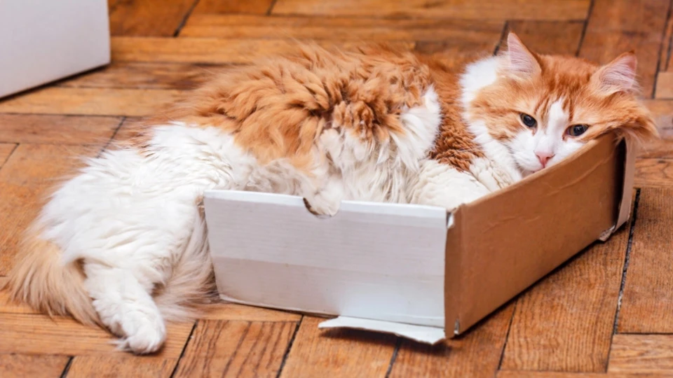 猫咪为何痴迷纸箱？进化论给出答案