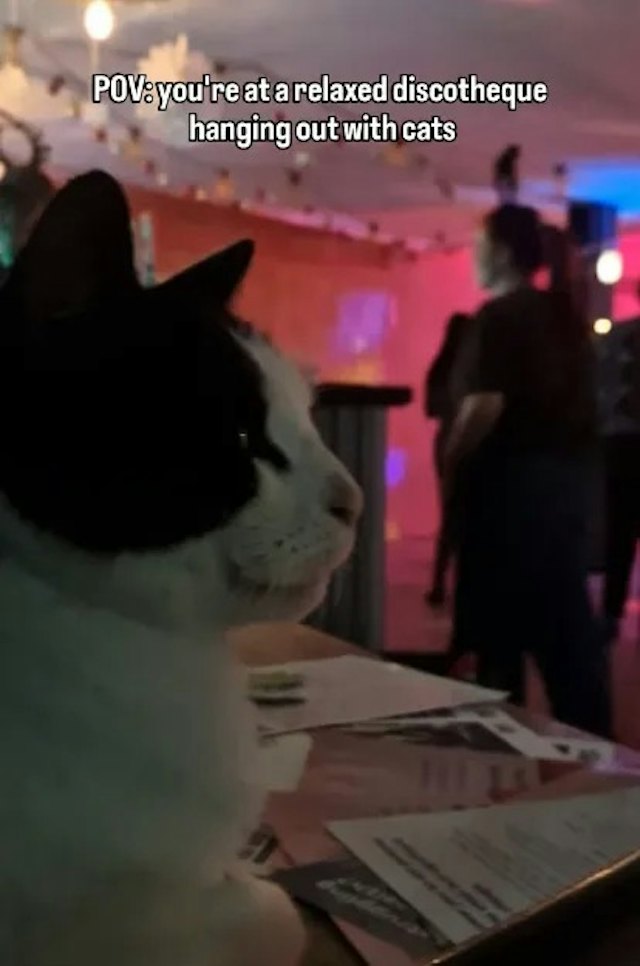 流浪猫复刻同类成功路！夜店听歌爆红变打卡景点　店家赚钱养毛孩