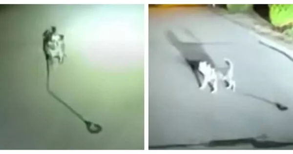 忠犬半夜拦警车！带路半条街...救出倒地主人