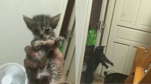主人带小奶猫见原住民！乳牛猫如僵尸跳出　淡定狸花猫被吓到重影