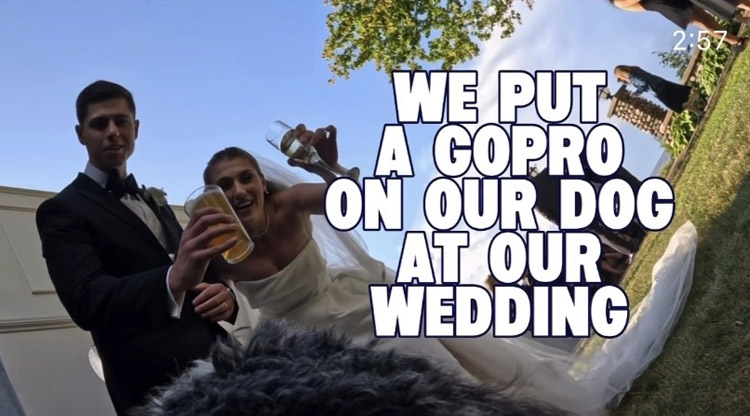 狗狗背GoPro穿梭婚礼现场，以有趣视角拍下新人错过的温馨画面