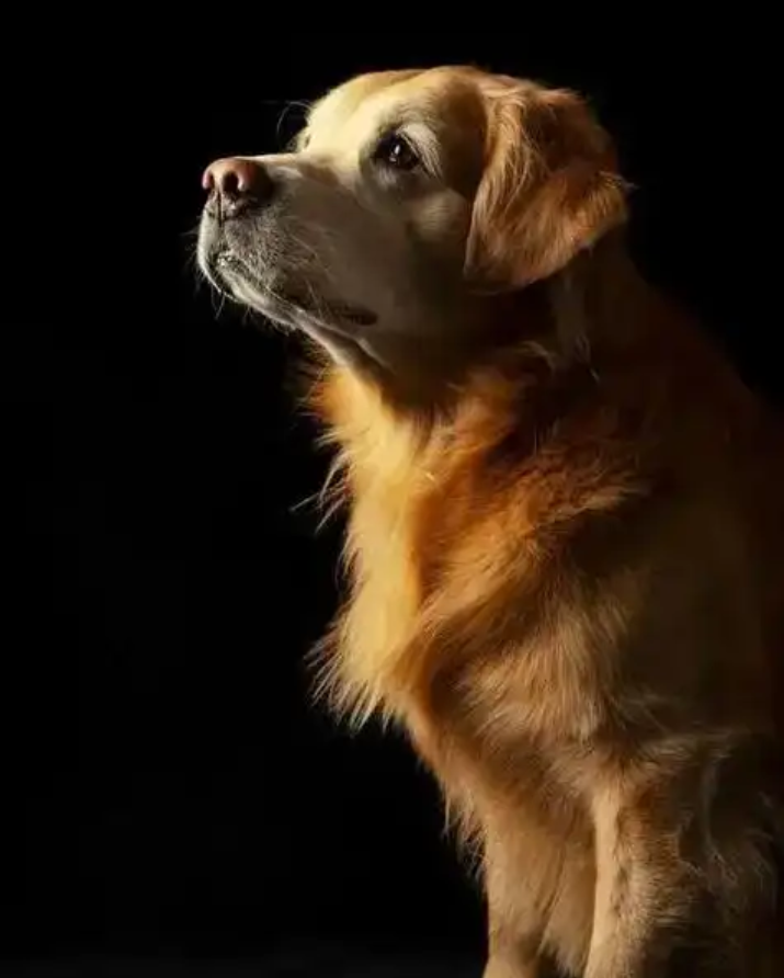 毛毛