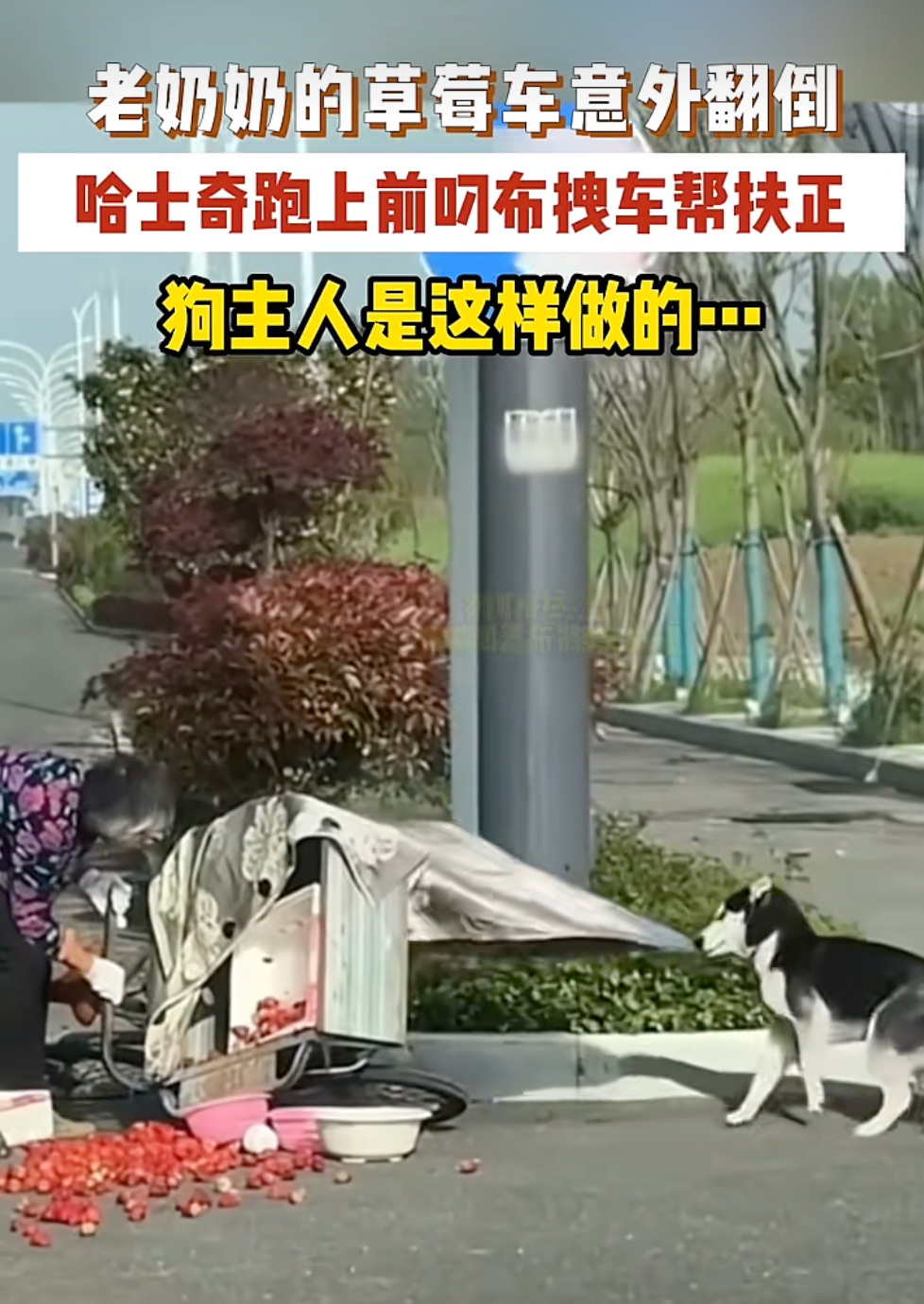合肥一老奶奶驾驶三轮车意外侧翻，草莓散落一地，一只哈士奇突然跑上前帮忙，狗主人：还以为狗狗要添乱，没想到是去拉车了