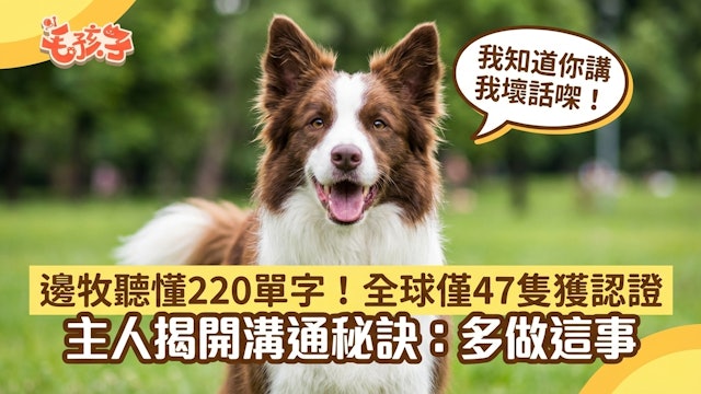 边牧听懂220单字！全球仅47只获认证　主人揭秘：多做这事就对了