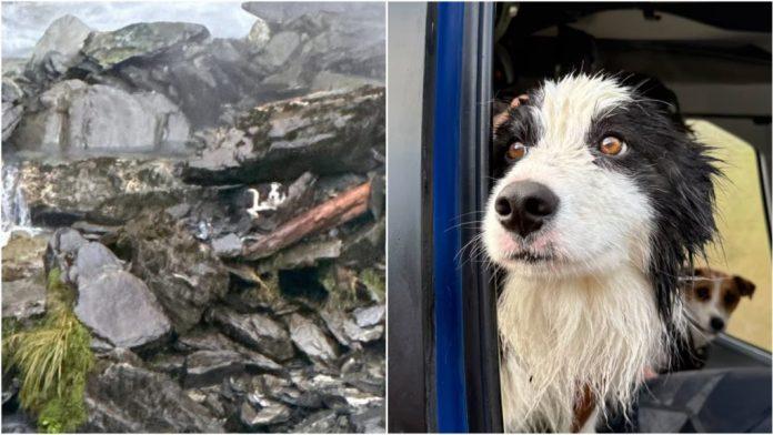 纽西兰边牧 主人坠崖送院！忠犬悬崖边痴等一周获救