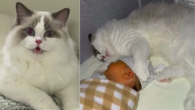 带初生BB返屋企怕布偶猫呷醋　猫咪秒变夜班保姆　温馨反转惹热话