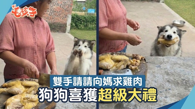 狗狗“双手拜拜”讨要鸡肉主人直接扔了半只！网友：还以为过年了