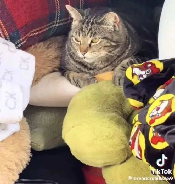 被弃养后获喂养 猫见好心夫妻搬屋 跳上车求同行