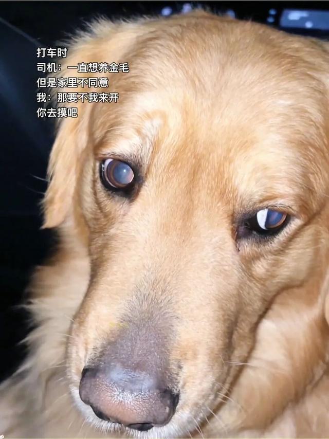 妹子神操作：自己开车让司机摸金毛，圆其童年梦