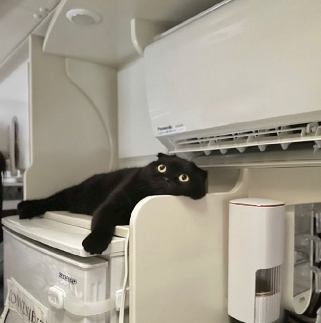 每次开空调，猫咪就瞬间出现在特等席位吹，猫：感觉脑袋快被吹跑了