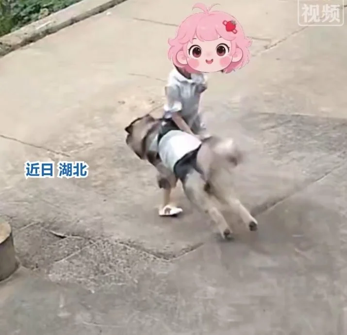 57公斤阿拉斯加“飞扑”女主人！热情过头竟把她撞倒在地