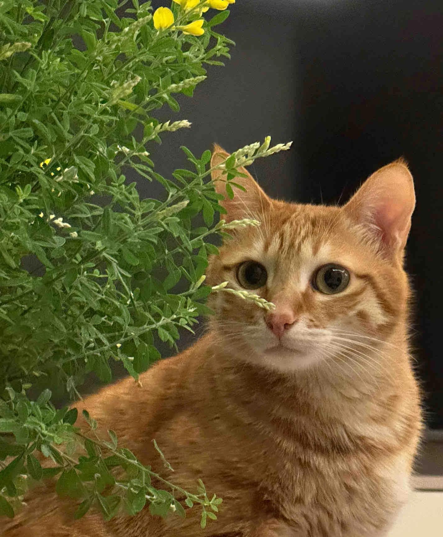 今天是小黄花和我的约会日