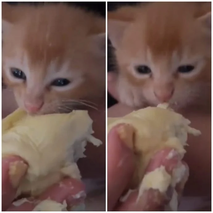 猫咪可以吃榴莲吗？看兽医怎么说