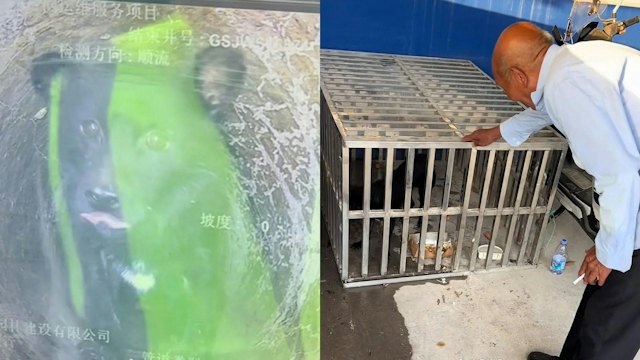 小狗掉下水道4年！八旬阿伯每日投喂　政府最终派探测车成功救出
