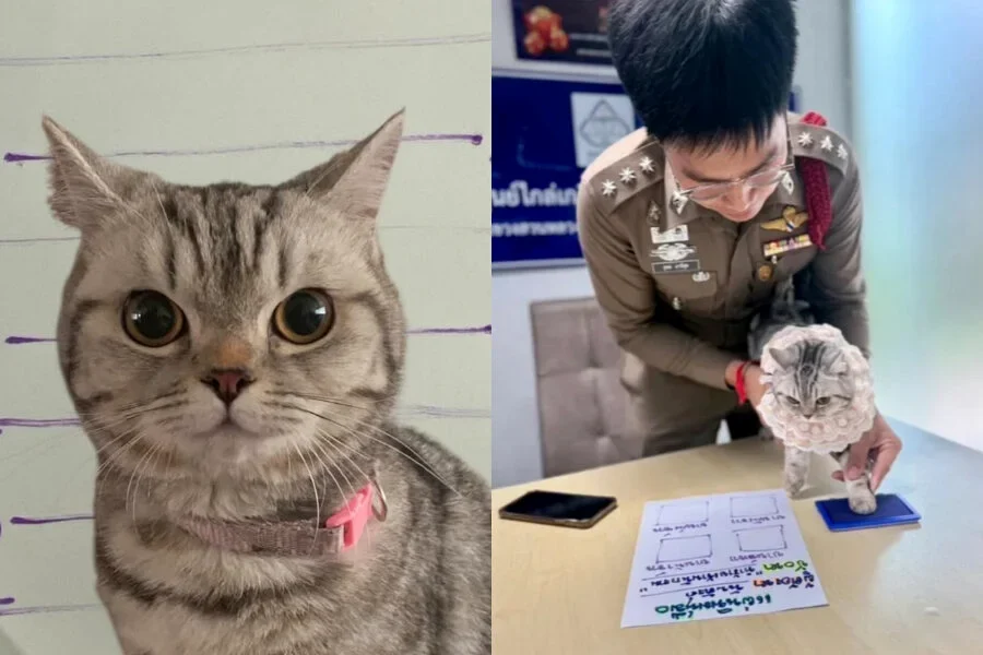 走失猫获收留却大闹警局 警察无奈拍“犯罪照”：所有人都被咬