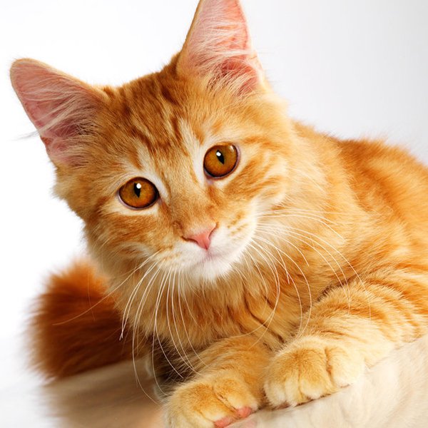 你了解猫吗?猫咪性格特征的分析