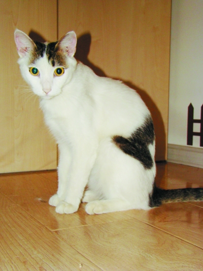 这只叫“奶牛”宠物猫捶醒熟睡主人
