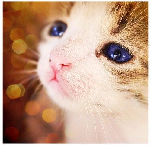 猫咪性格知多少猫咪的四个性格特征