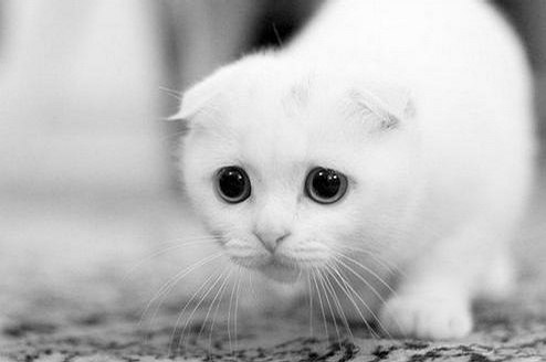 猫咪训綀要从小开始