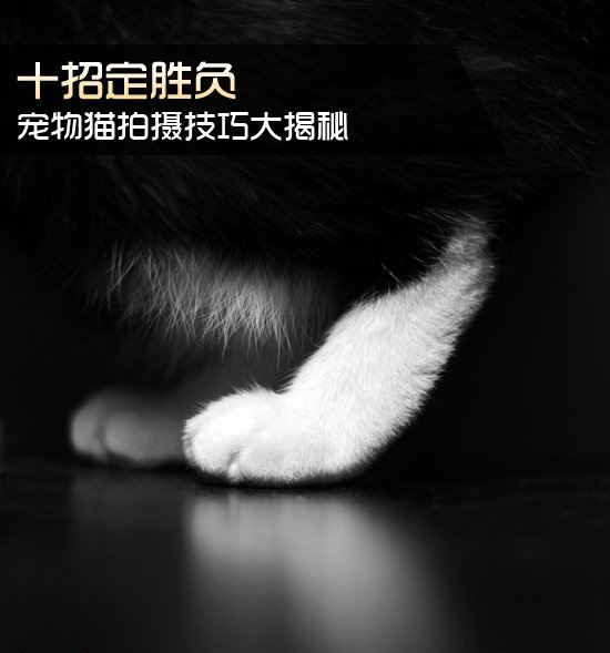 十招定胜负 宠物猫拍摄技巧大揭