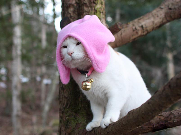 让宠物猫咪恋家不愿外出的妙招