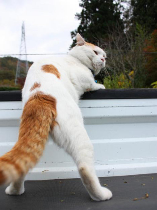 养猫家庭如何解决猫咪乱排泄的问题