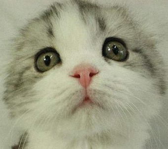 日本人的爱猫情缘
