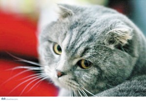 三大方法可以辨别猫猫的情绪