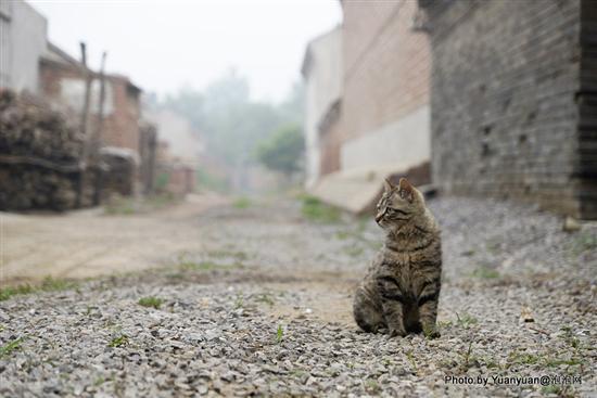 做一只内心尊贵的猫