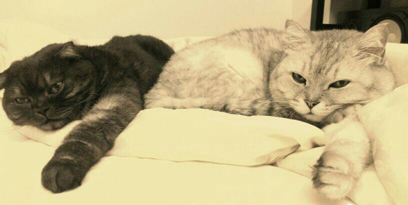 捕捉猫咪内心秘密!这四种心理猫咪也有