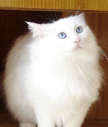让猫咪与孩子和平共处的方法