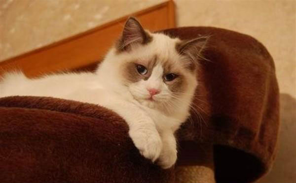 宠物猫布偶猫毛色及护理