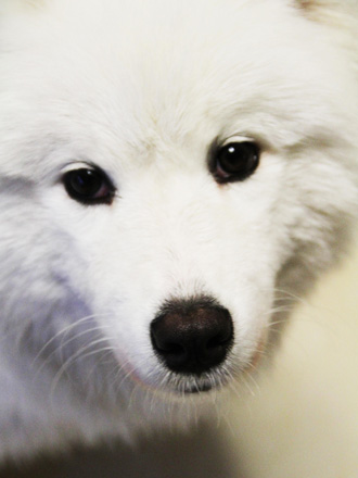饲养萨摩耶犬须知的十方面