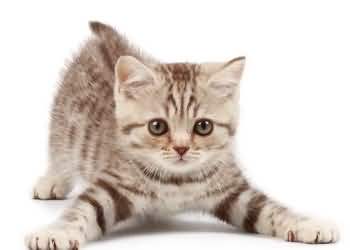 训练猫咪的诀窍:贵在坚持不懈