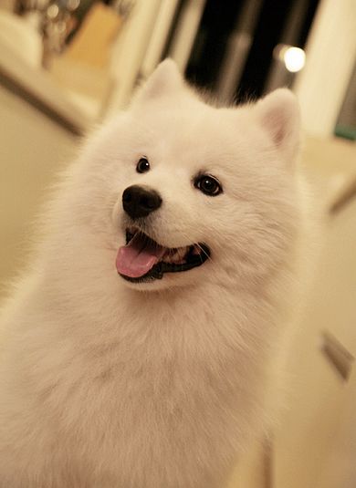 给萨摩耶犬美容的必备工具
