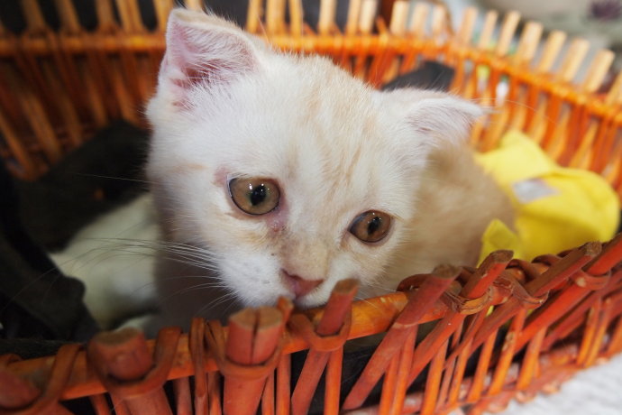训练猫咪的完全步骤