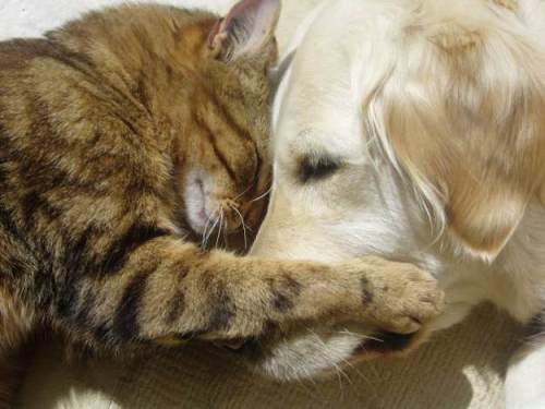 猫咪表达爱你的10种方式