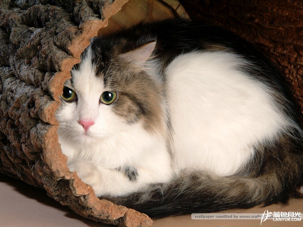 猫心难测