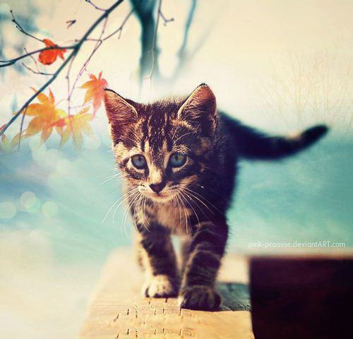 猫式瑜伽减肥 学猫咪的日常小动作练出曼妙身姿