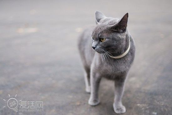 小猫咪被狠心主人丢出急速汽车:竟奇迹生还