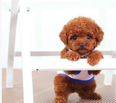 泰迪犬呕吐的原因
